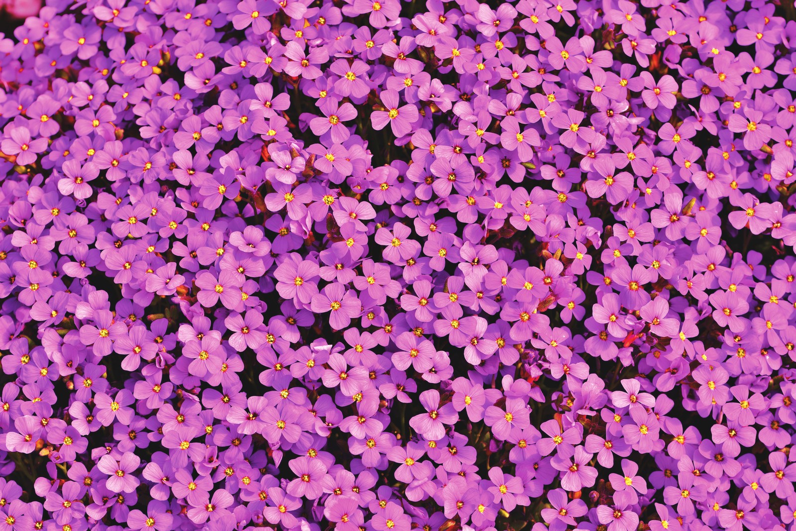 Des fleurs violettes poussant dans un champ d'herbe verte (fleurs daubriète, beau, violet, floraison, printemps)