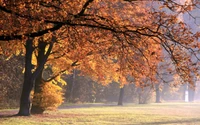 Autumn Grove Bathed in Morning Sunlight