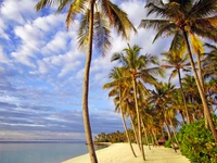 Paraíso tropical: costa ladeada de palmeiras sob um céu bonito