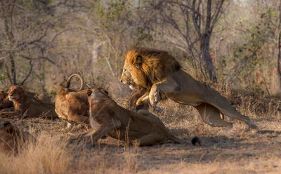 Männlicher Masai-Löwe in Aktion unter dem Rudel in der Wildnis