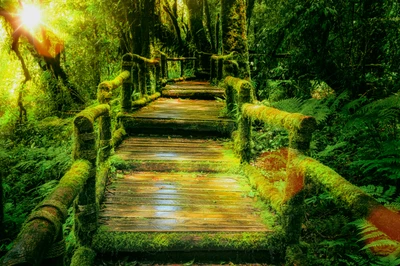 Sunlit Wooden Bridge Through Lush Rainforest