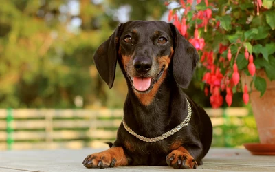 dachshund, raça de cachorro, focinho, cão, raça