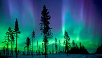 aurora, nature, tree, biome, abisko national park wallpaper