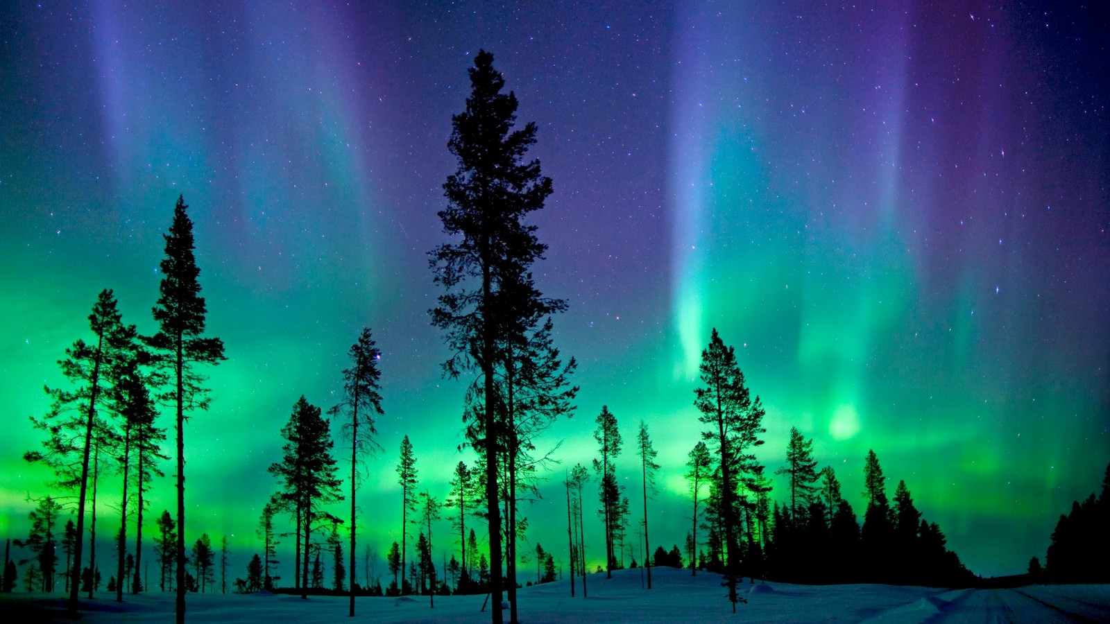 A green and purple aurora bore over a snowy forest (aurora, nature, tree, biome, abisko national park)