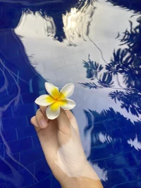 flor, azul majorelle, pétala, frangipani, planta com flores