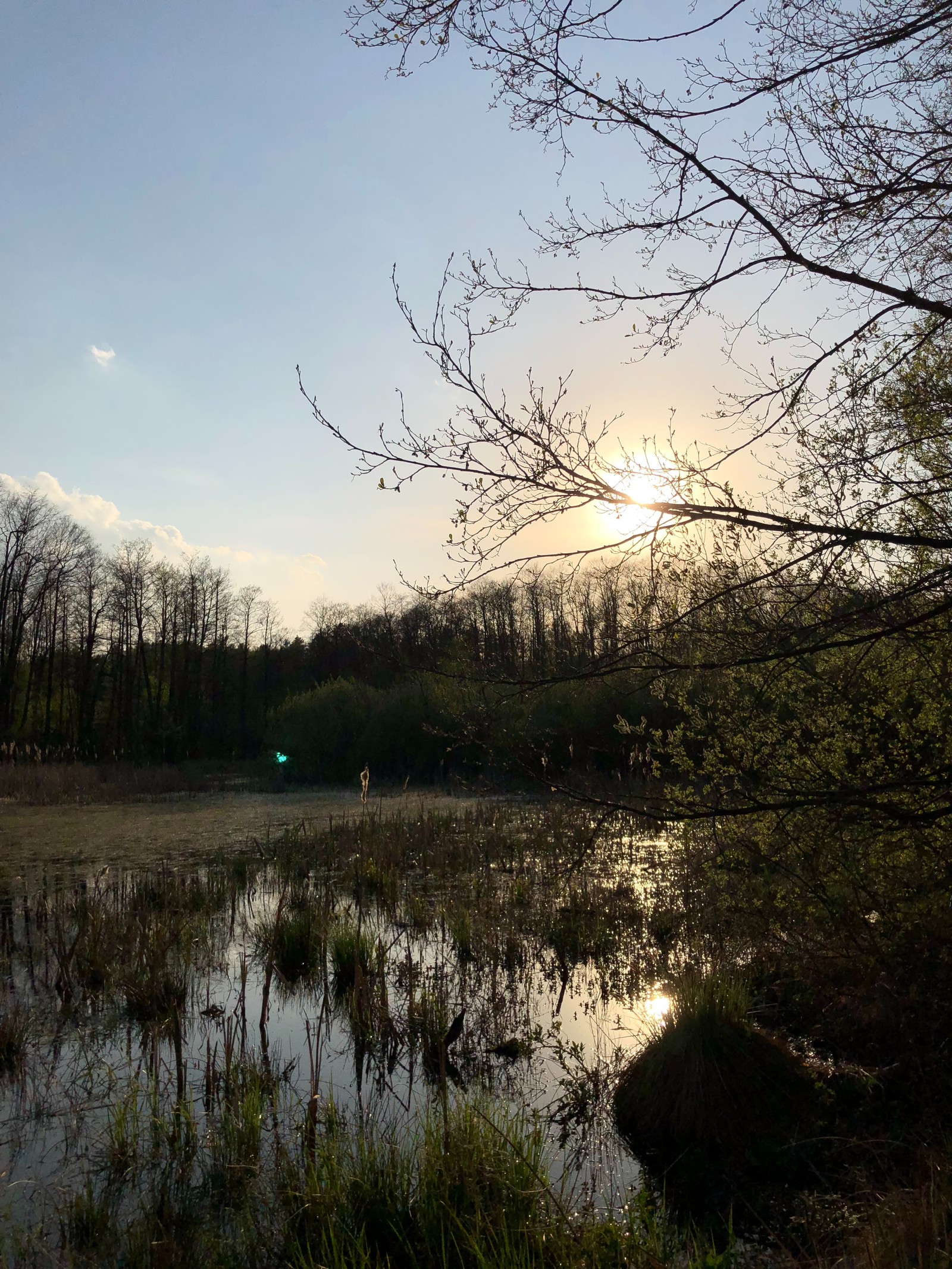 Ein teich mit einem grünen licht in der mitte (reflexion, natur, zweig, natürliche landschaft, naturumgebung)