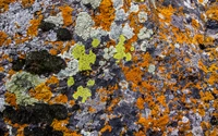 Textures vibrantes de lichens sur la surface rocheuse dans des couleurs d'automne