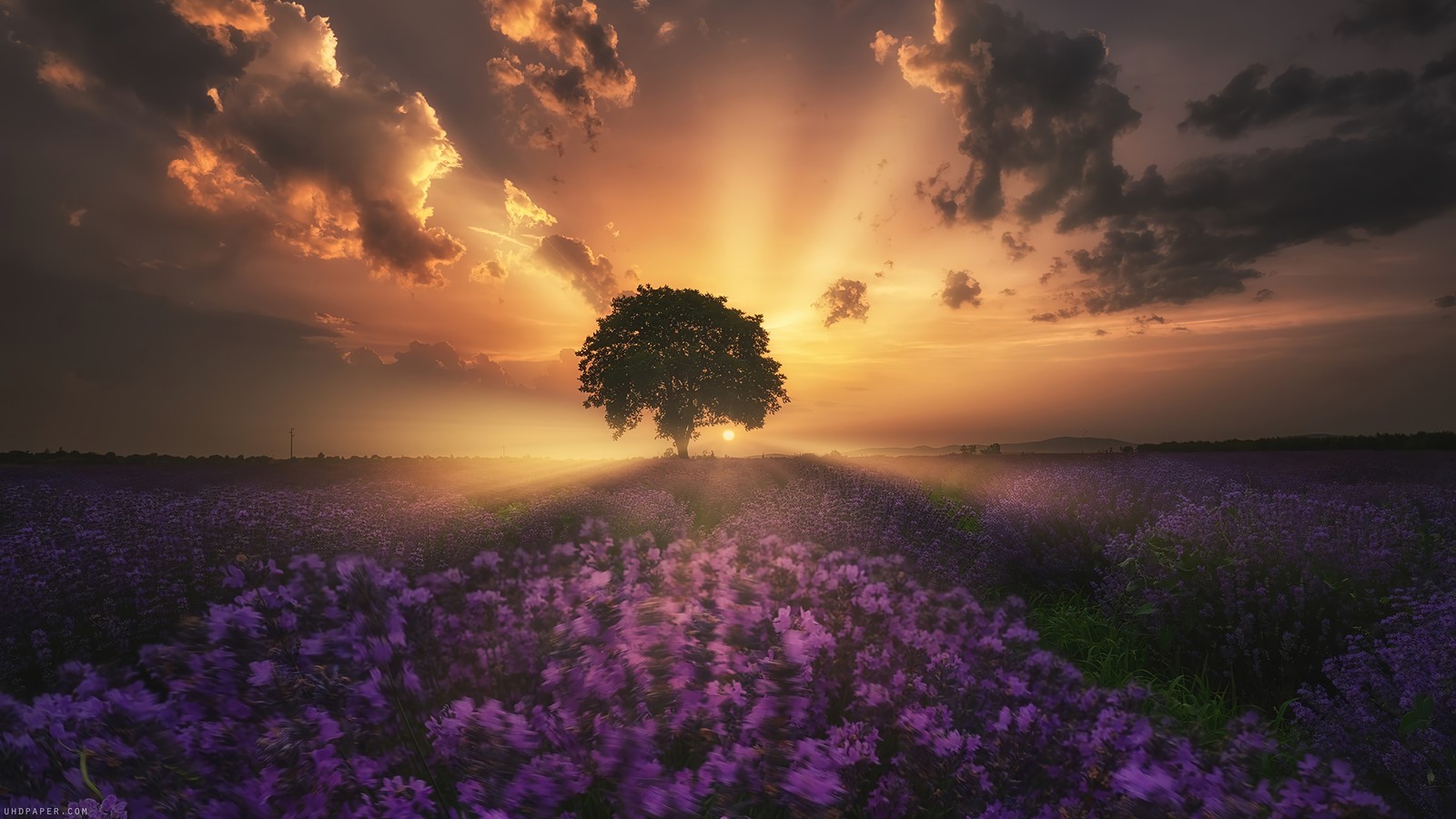 sunrise, tree, lavender, flower, field wallpaper