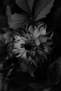 Dahlia monochrome fleurissant au milieu du feuillage sombre