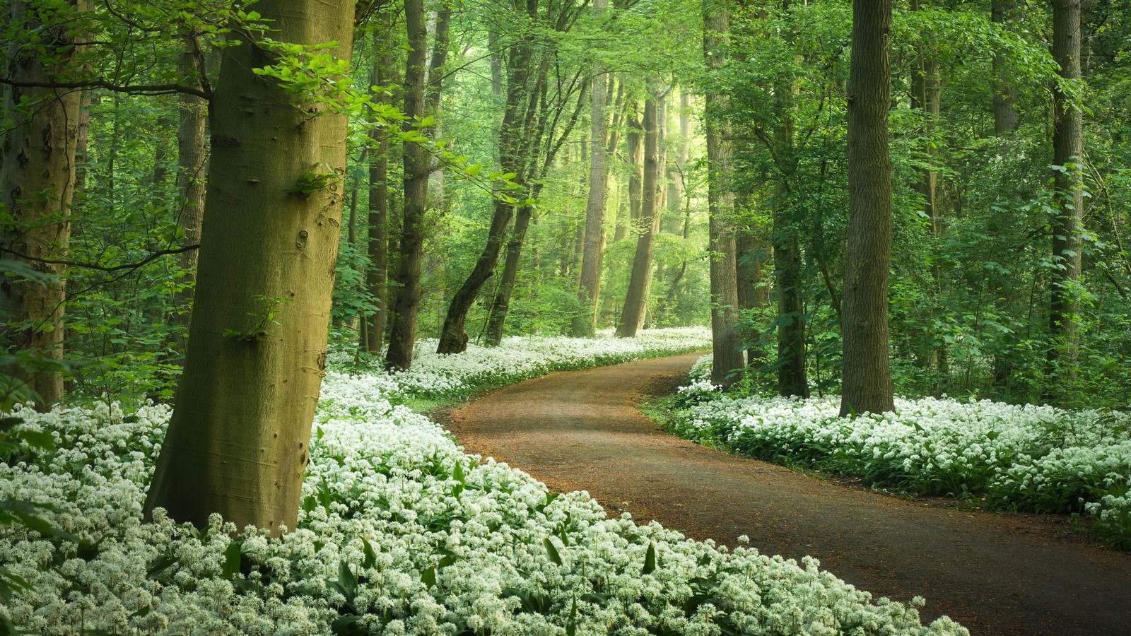 A path through a forest with white flowers and trees (forest path, white flowers, spring, ramsons flowers, wild garlic)