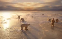 Ours polaires sur une côte arctique tranquille au coucher du soleil