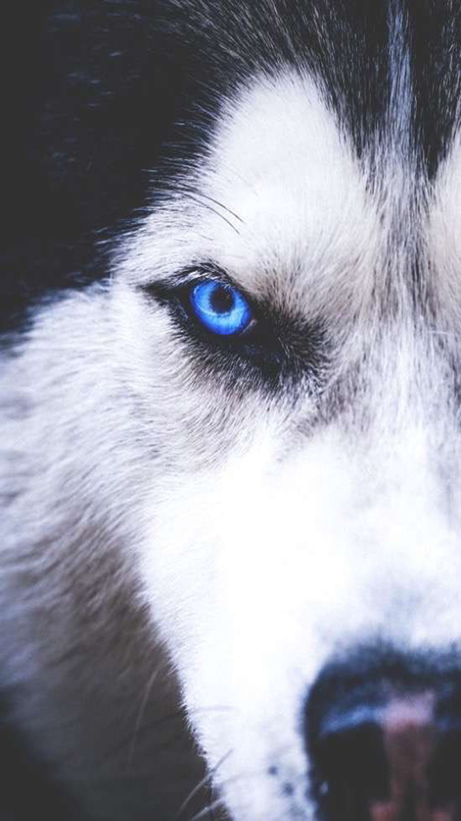 Un gros plan d'un chien husky aux yeux bleus regardant l'appareil photo (chien, husky, loup)