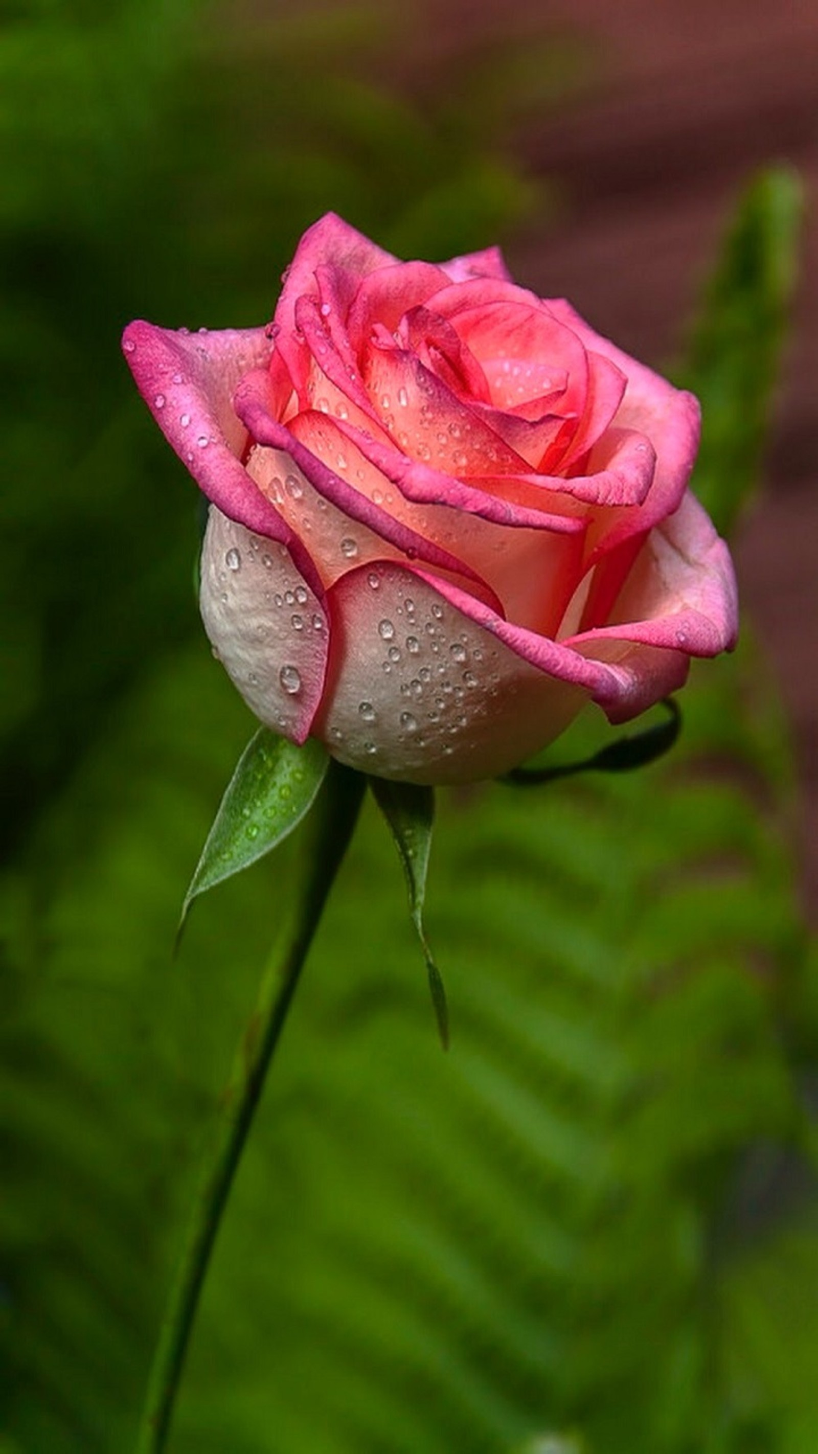 Há uma rosa rosa com gotas de água sobre ela (gotas, flor, rosa)