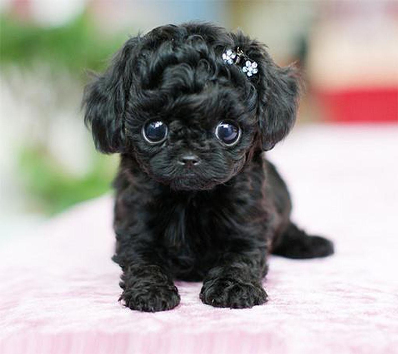 Un petit chien noir assis sur une couverture rose (sympa, papier peint)