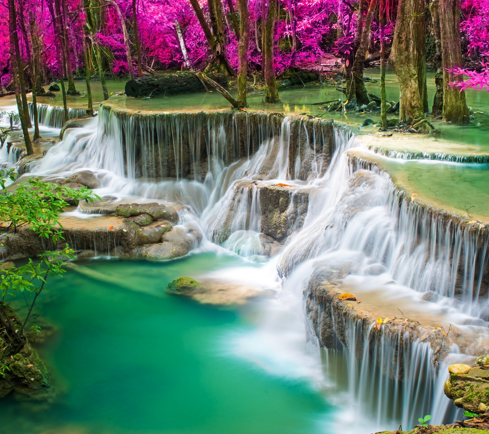 Cascada en el bosque con flores rosas y agua verde. (otoño, bosque, naturaleza, rocas, agua)