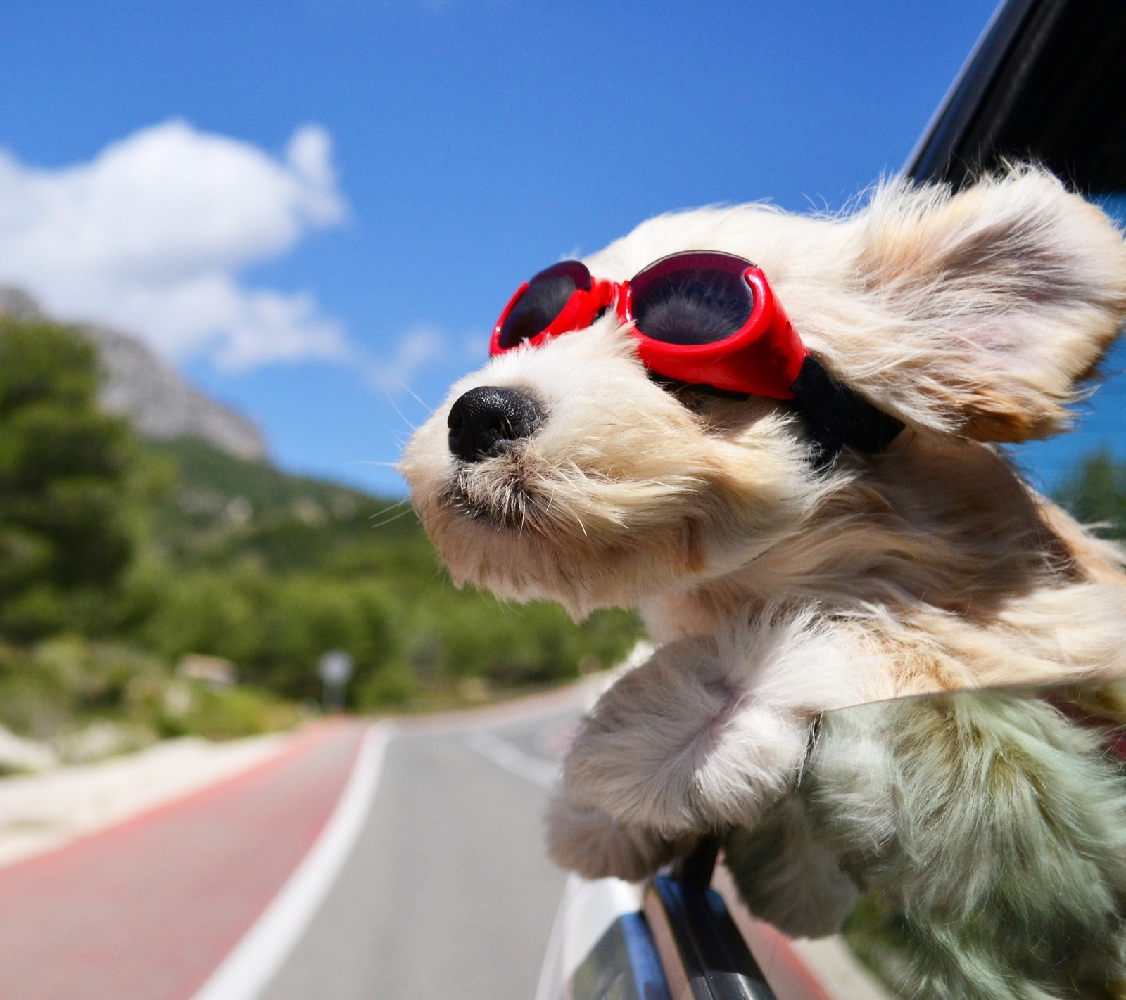 Araffe dog with sunglasses on looking out of a car window (animal, beautiful, dog, glasses, pet)