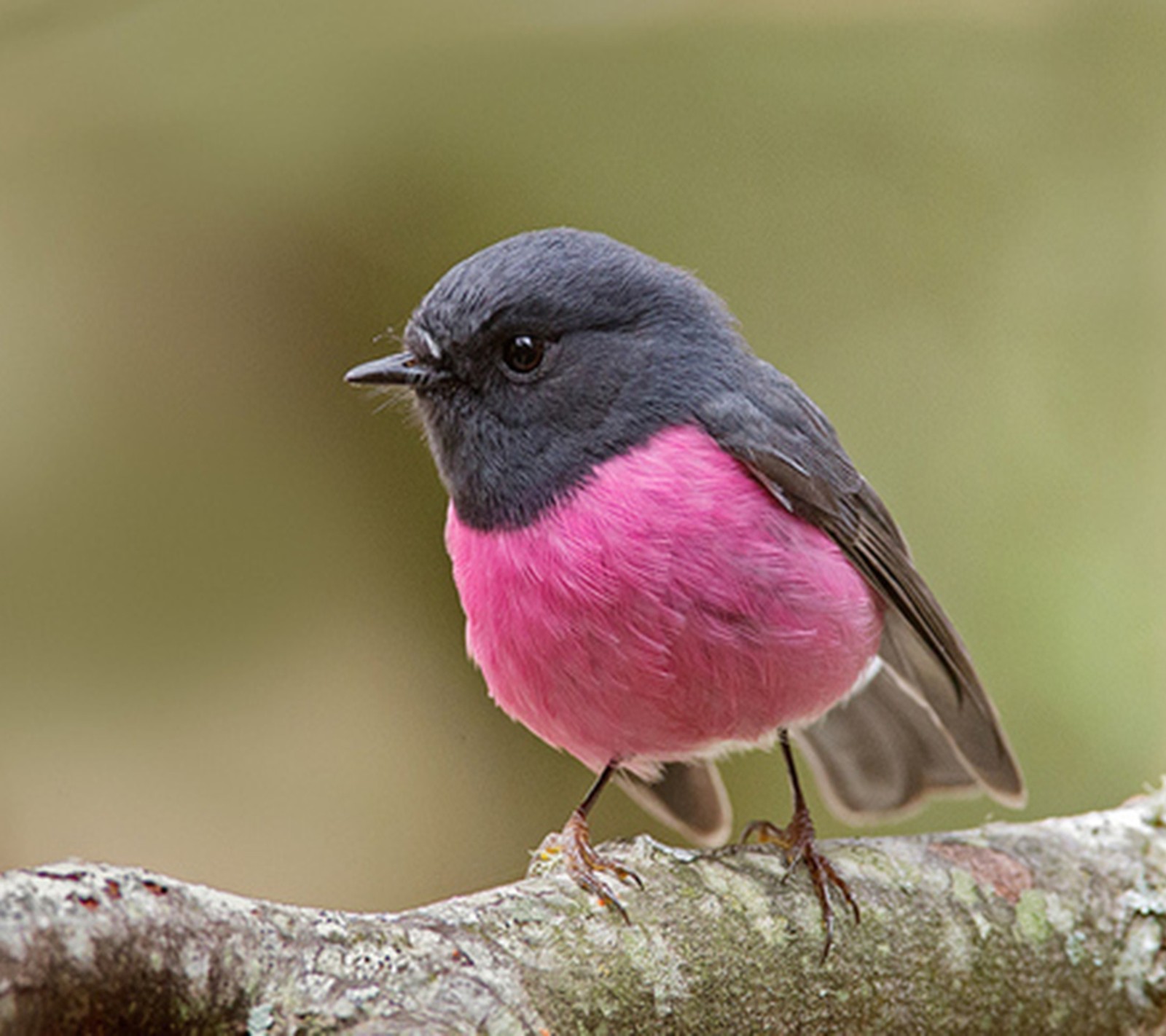 There is a small bird that is sitting on a branch (bird, little)