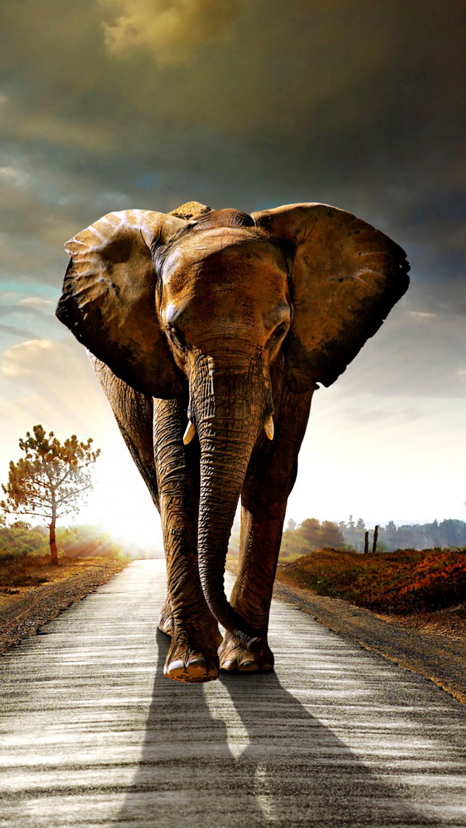 Há um grande elefante andando por uma estrada com um fundo de céu (animal, nuvens, elefante, estrada, caminhada)