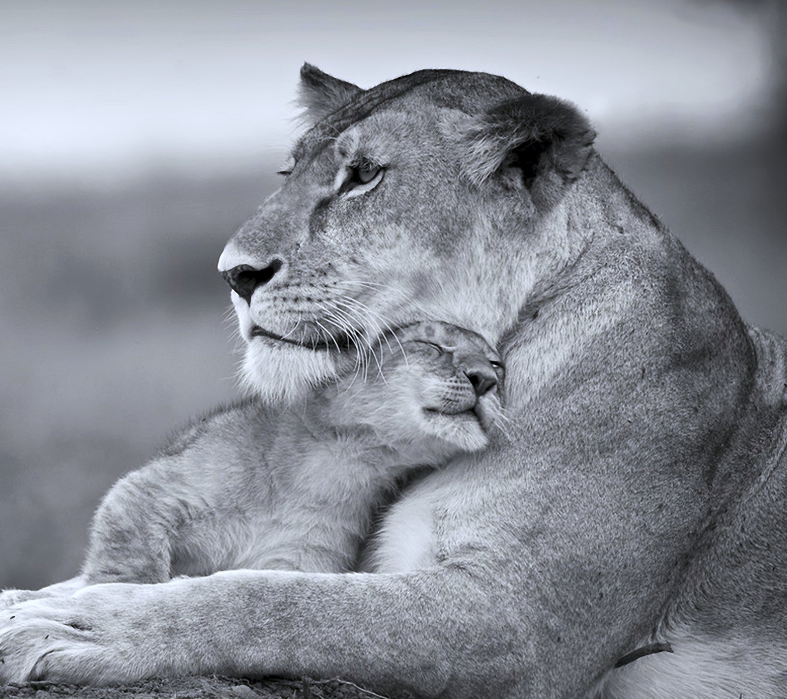 Araffes resting on a rock in a black and white photo (cats, lions, mother, son)