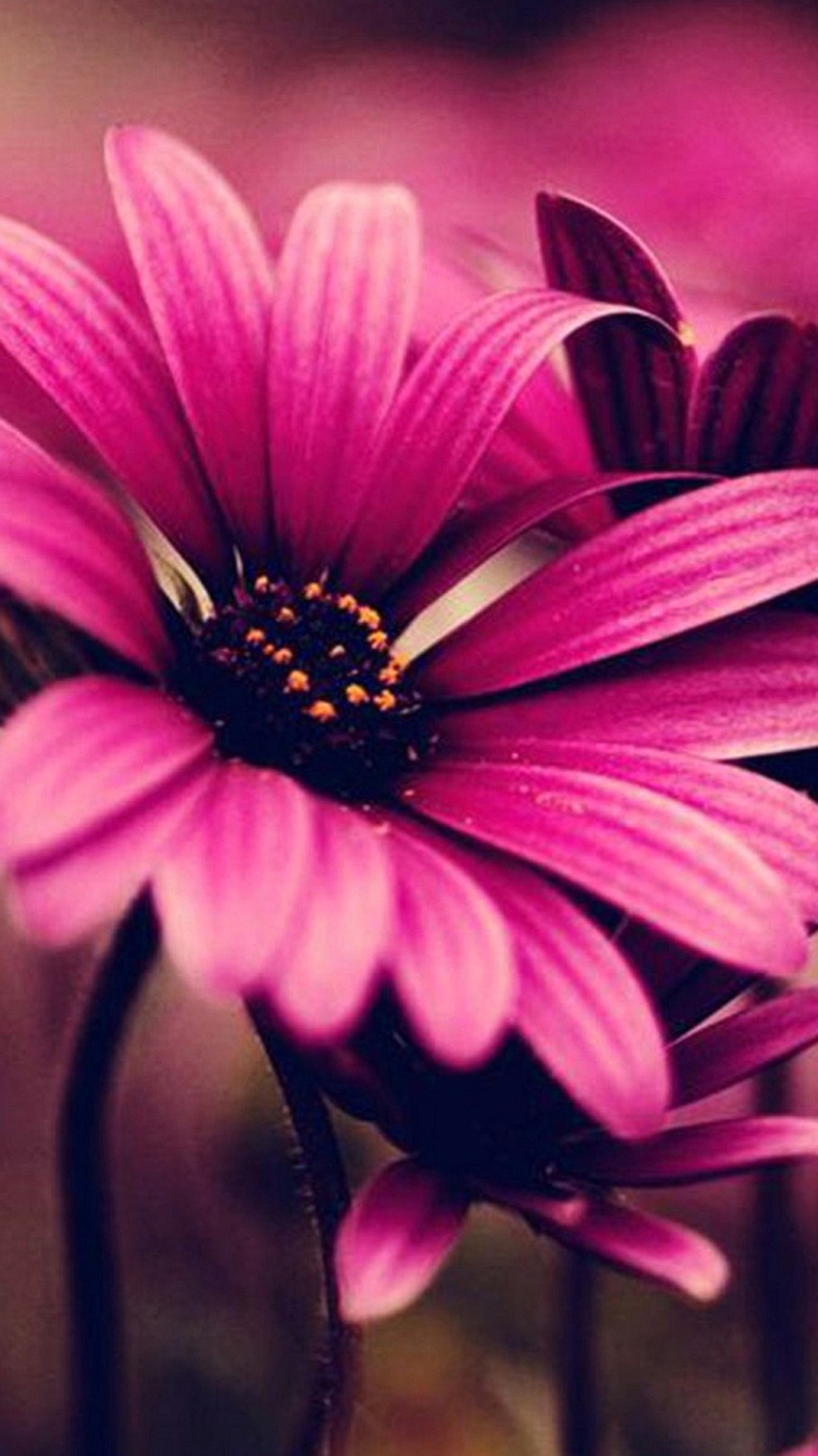 Purple flowers with a yellow center are in a field (flowers, pink)