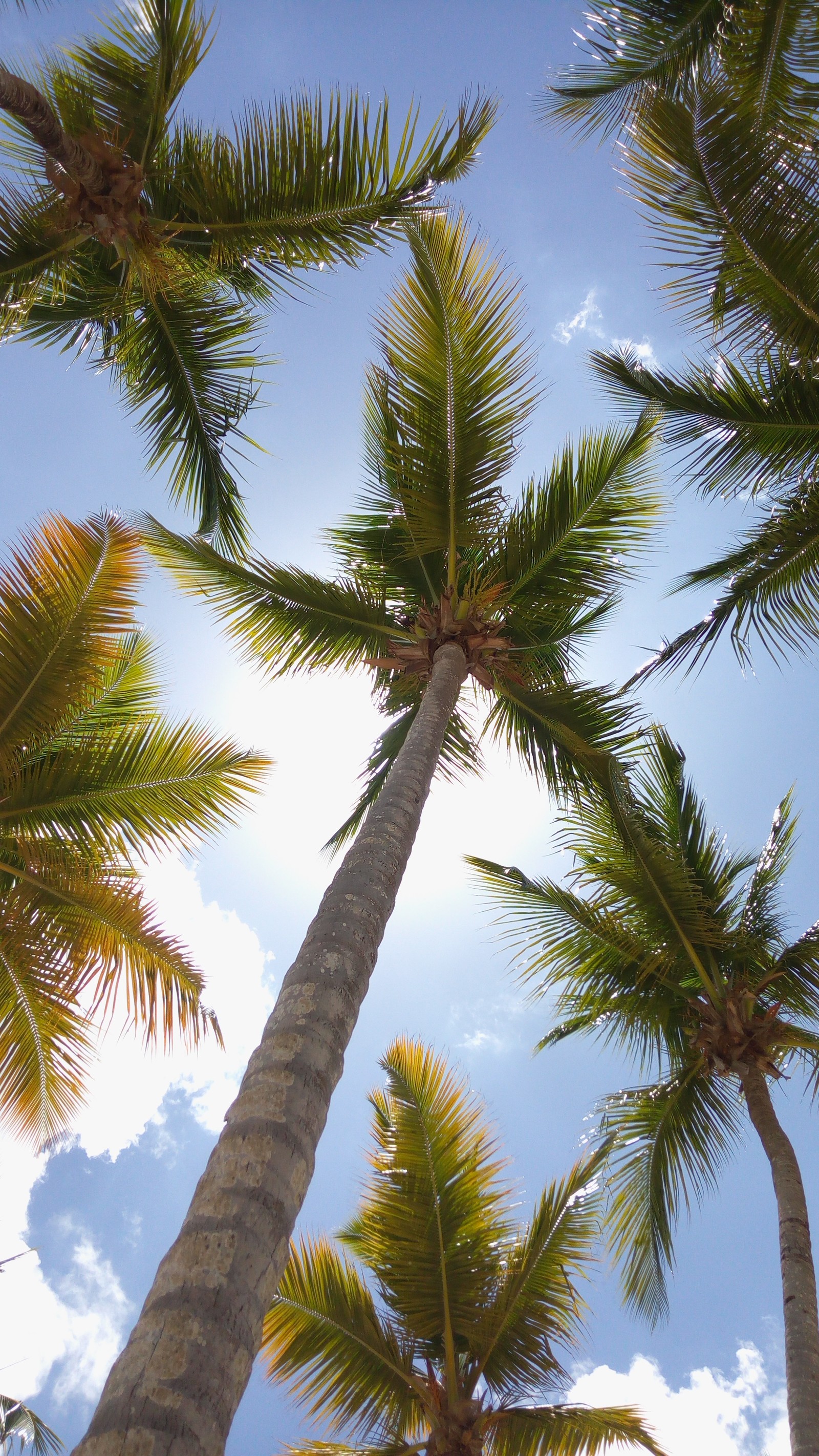 Il y a de nombreux palmiers qui se tiennent dans le ciel (île, palmiers, arbre, tropical)