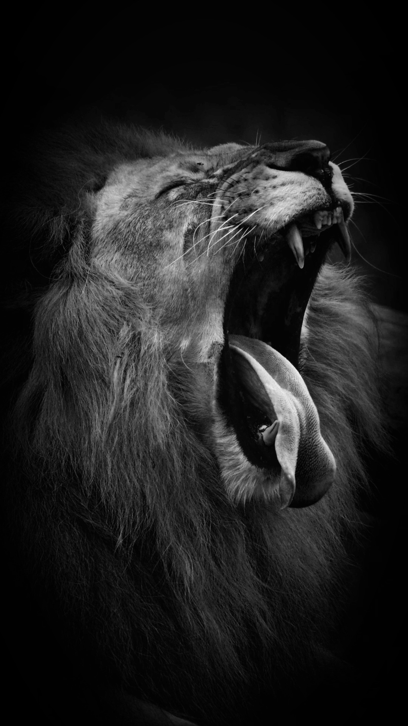 A close up of a lion's mouth with its mouth open (black, lion, white)