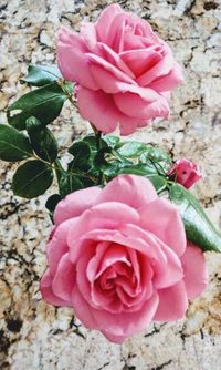 Pink roses with lush green leaves against a textured stone background.