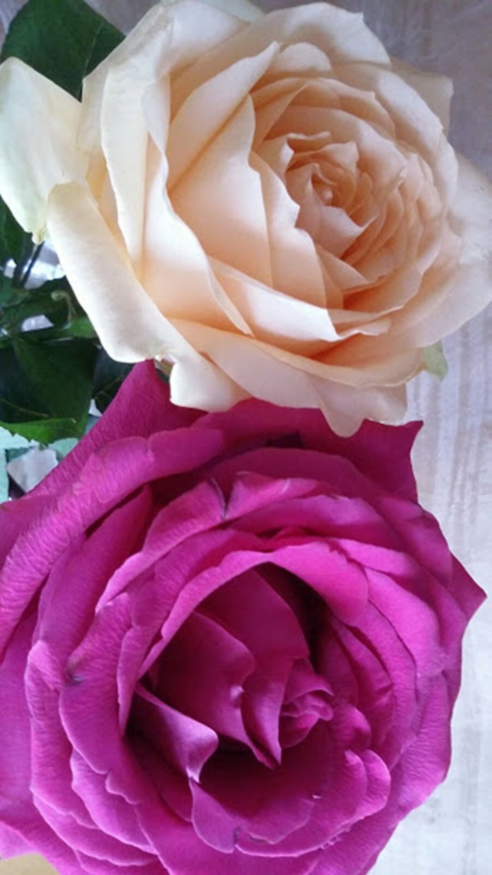 Hay dos rosas en un jarrón sobre una mesa (rosa, rosas)