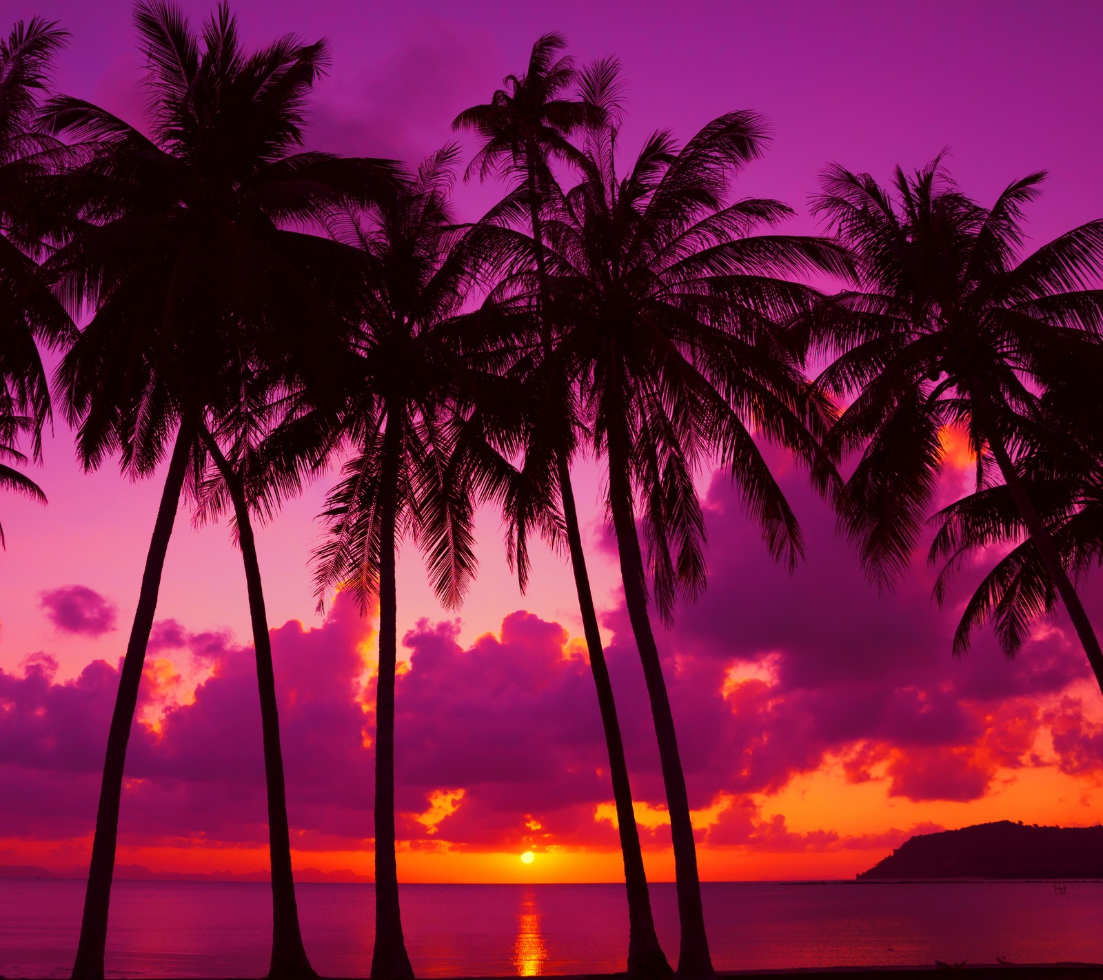 A view of a sunset with palm trees and the ocean (abstract, landscape, love, nature, view)