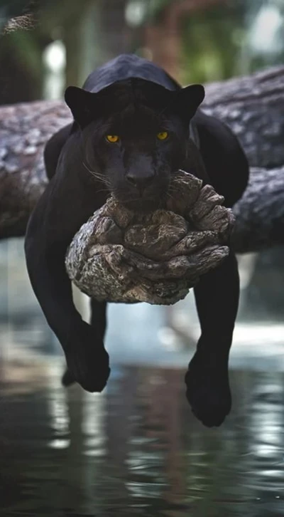 Black Panther Gracefully Suspended from a Branch