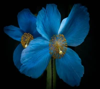 Flores azules de amor: Abrazando el Día de San Valentín en Belgrado