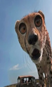 Surprised Cheetah: The King of Comedy