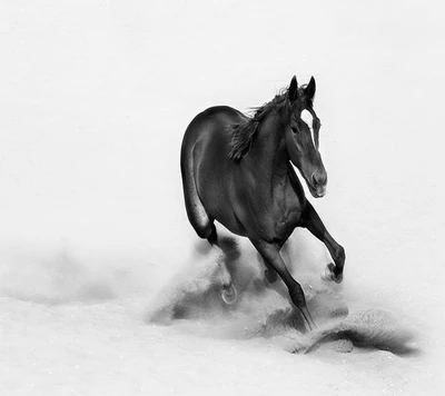 cavalo, papel de parede