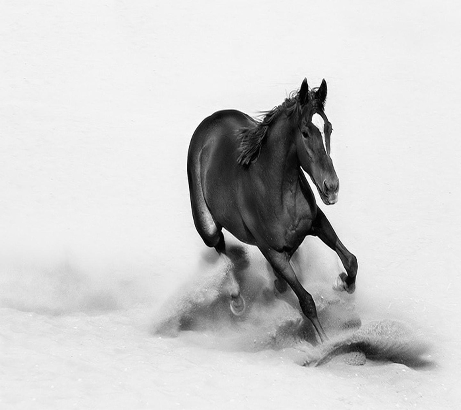 Baixar cavalo, papel de parede grátis