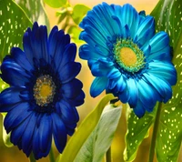 Flores azules vibrantes contra la exuberante vegetación