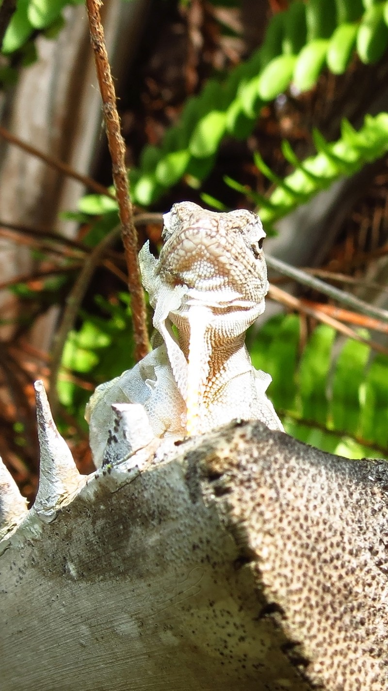 Ящерица, сидящая на ветке в лесу (животное, anole, ecdysislizard, ящерица, рептилия)