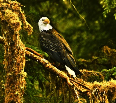 animal, ave, marrón, águila, verde