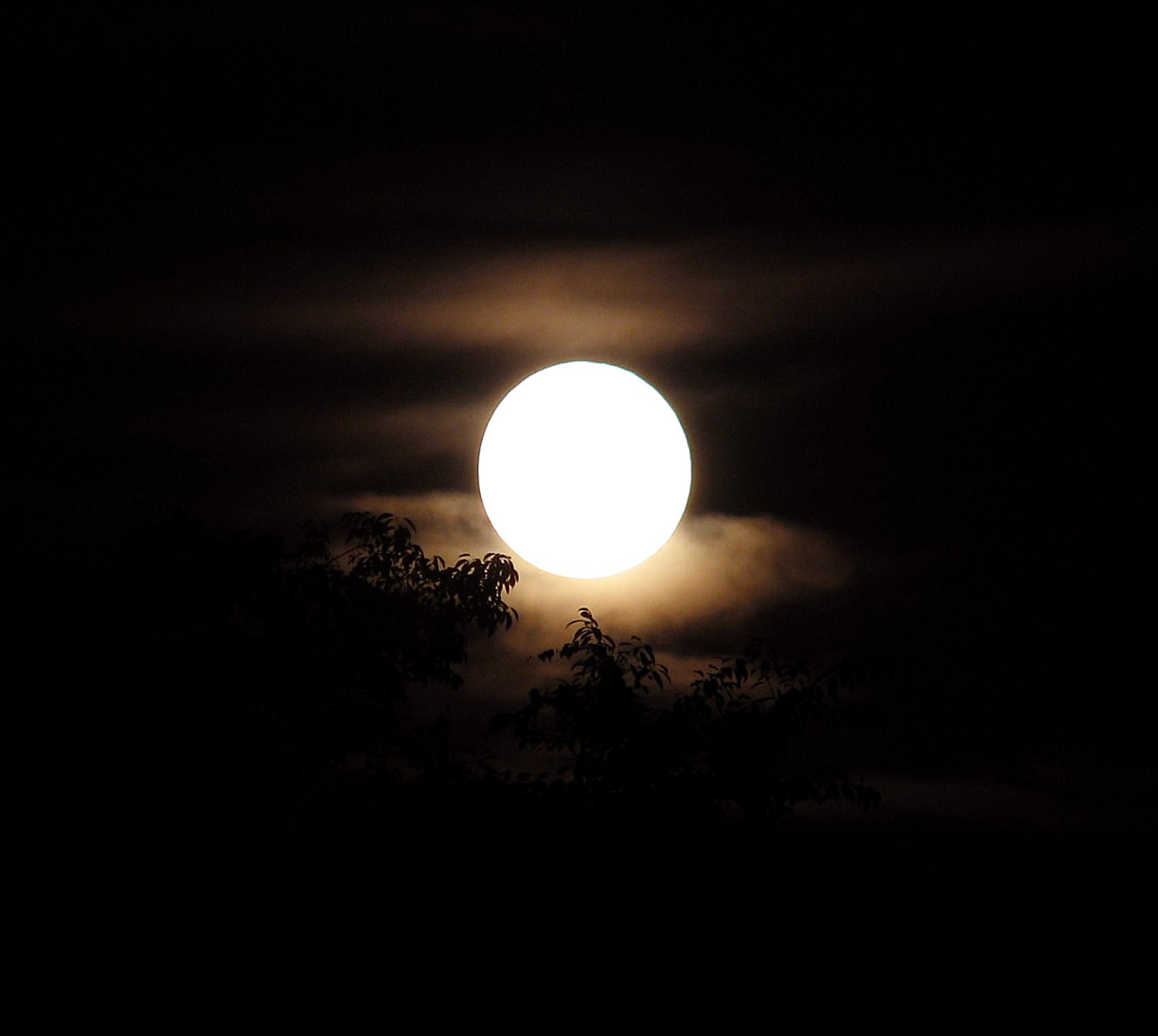 Vue aérienne d'une pleine lune avec un arbre au premier plan (beau, nature)