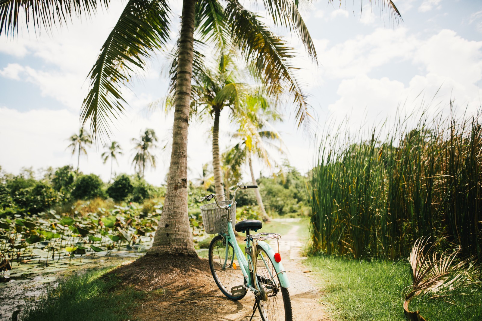 Uma bicicleta estacionada em um caminho ao lado de uma palmeira (vegetação, árvore, palmeira, grama, cartão de crédito)