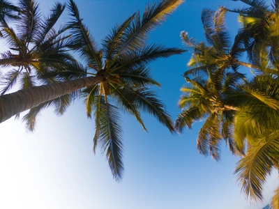 Palmiers tropicaux contre un ciel bleu clair