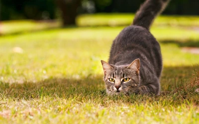 kätzchen, gato, gras, schnurrhaare, grün