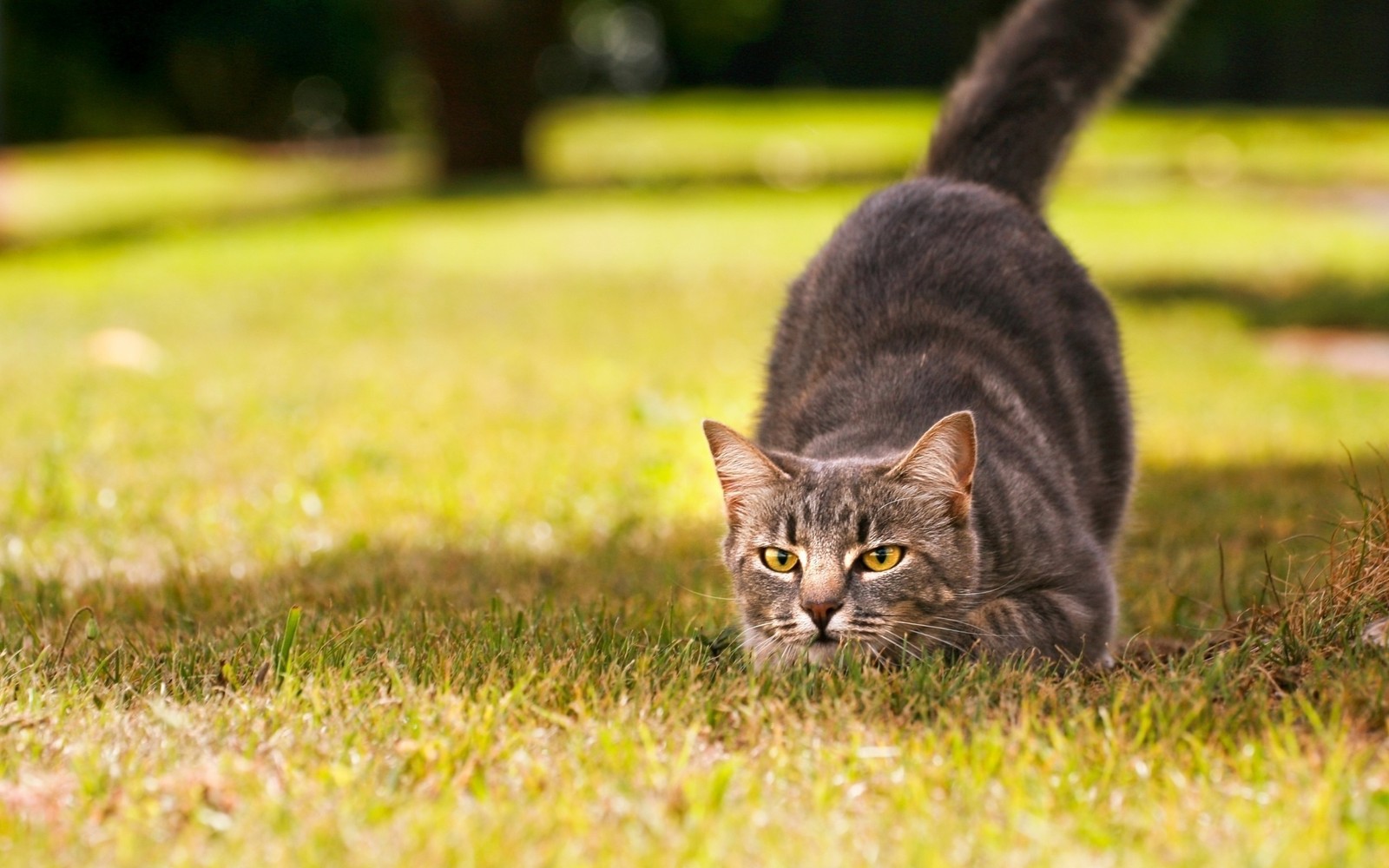 There is a cat that is walking in the grass (kitten, cat, grass, whiskers, green)