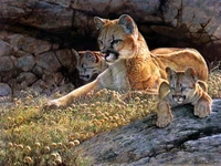 felidae, großkatze, gato, puma, wildleben