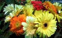 marguerite du transvaal, jaune, gerbera, fleuristerie, famille des marguerites