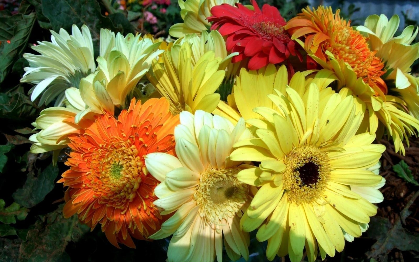 There are many different colored flowers in a vase on the table (transvaal daisy, yellow, gerbera, floristry, daisy family)