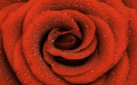 garden roses, red, rose, petal, rose family wallpaper