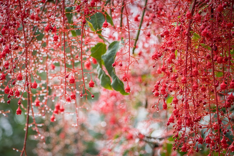 Крупный план пучка красных ягод, свисающих с дерева. (боке, bokeh, цветение сакуры, цветение, цветок)