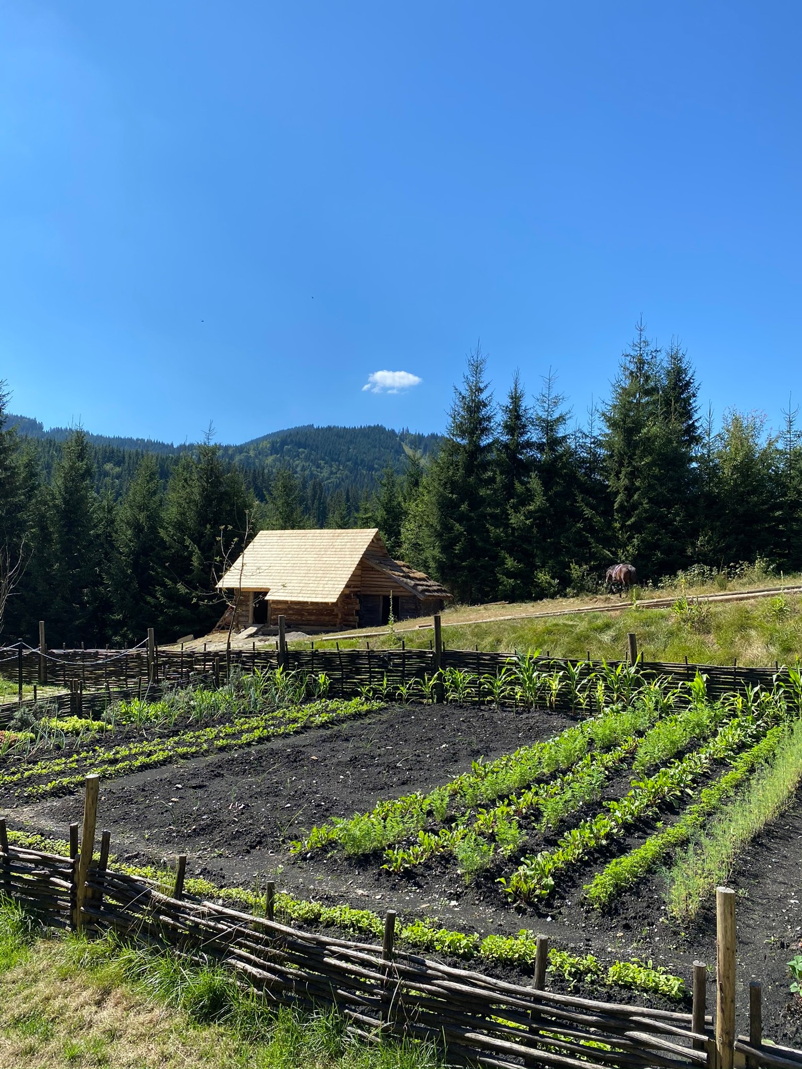 Un campo de verduras creciendo en un área cercada (campo, planta, agricultura, granja, zona rural)