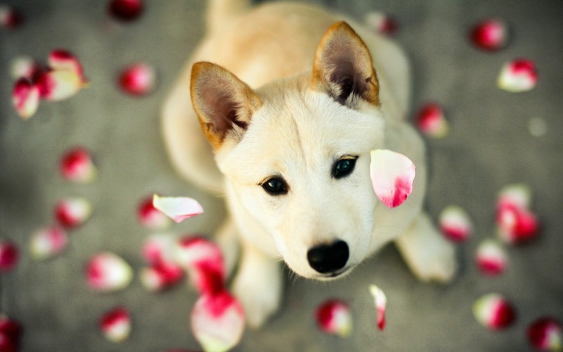 На фотографии собака, смотрящая вверх на камеру (сиба ину, shiba inu, милота, порода собак, животное)