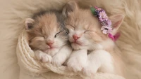 Adorable sleeping kittens with floral accessories.